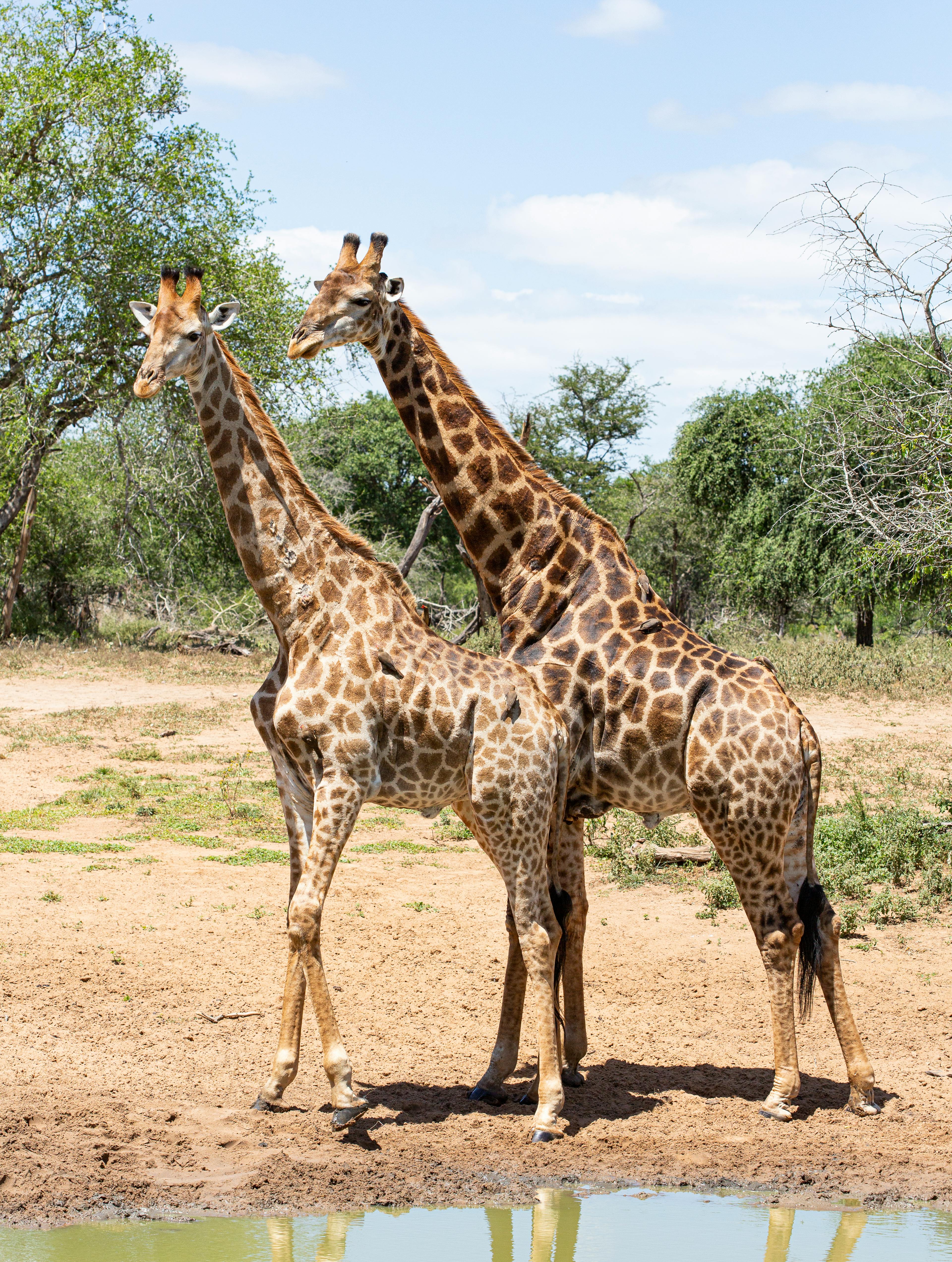 Giraffe Pair